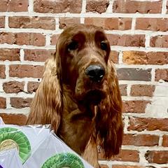 Always - Irish Setter