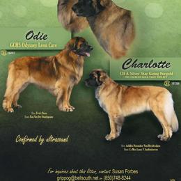 Leonberger Puppies from Forgold Kennels