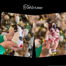 Toblerone - Parti male Goldendoodle puppy in Gilbert, Arizona from Sunny Doodles