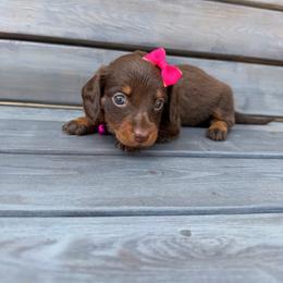Chocolate and Tan Female - Chocolate and tan female Dachshund puppy in South Willard, Utah from Doxies in the Sun