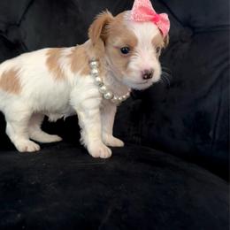 Kiwi - Cream female Yorkipoo puppy in Pennsauken, New Jersey from Noir Luxe Litters of NJ