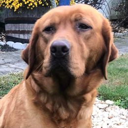 LG - Labrador Retriever