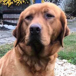 LG - Labrador Retriever