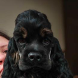 Cocker Spaniels from AKC Tweedledum Cocker Spaniel