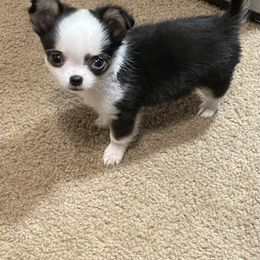 Chihuahua Puppies from Trenda's Chihuahuas