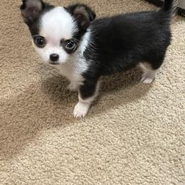 Chihuahua Puppies from Trenda's Chihuahuas