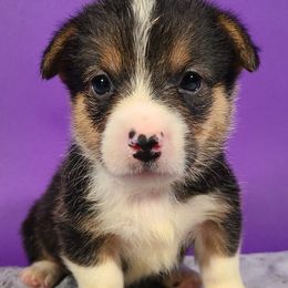 Boy 2 - Pembroke Welsh Corgi puppy in Vinton, Ohio from Raccoon Creek Corgis