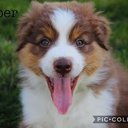 Australian Shepherd Puppies from Tru Blu Aussies