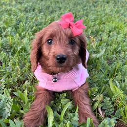 F1B Small Goldendoodle Coco Chanel - Red  female Goldendoodle puppy in Redding, California from Casa Delarosa Collective Poodles & Doodles