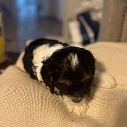 Cavalier King Charles Spaniel, Cavapoo, Maltipoo, and Poodle Puppies from Lainy's Puppies
