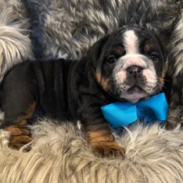 Buckwheat - Black tri-color male Bulldog puppy in Lakeland, Florida from Fur Love And Puppies