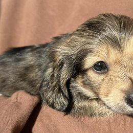 Dachshunds from Halen’s Dachshunds