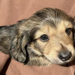 Dachshunds from Halen’s Dachshunds