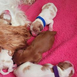 Clara - Cavalier King Charles Spaniel