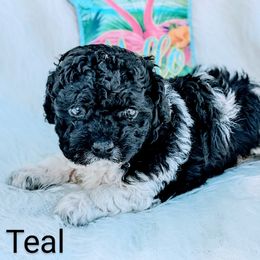 Girl 3 - Bernedoodle puppy in Ohio from Mini Doodle Buddies