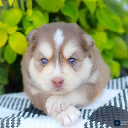 Ginger - Red and white female Pomsky puppy in Bremen, Indiana from AMS Pomeranians and Pomskies in Indiana
