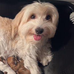 Penny - Companion Cross