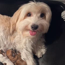 Penny - Companion Cross