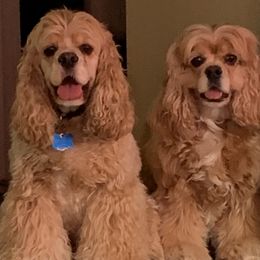 Cocker Spaniel All Grown Up from Livengood Cockers