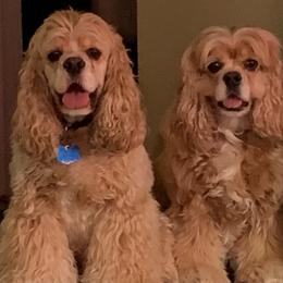 Cocker Spaniel All Grown Up from Livengood Cockers