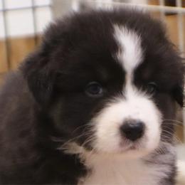 Ollie - Black tri-color male Australian Shepherd puppy in Bagley, Iowa from Diamond M Aussies