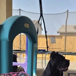 Black Russian Terriers and Cane Corso from Dem Stevens Egyptian Kennel