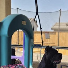 Black Russian Terriers and Cane Corso from Dem Stevens Egyptian Kennel