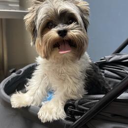 Penny - Yorkshire Terrier