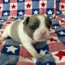 French Bulldog Puppies from The Frenchie Lady Co.