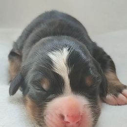 Mr. Maroon - Black rust and white male Bernese Mountain Dog puppy in Weatherly, Pennsylvania from RC Farm