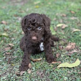 Toffee - Chocolate male Goldendoodle puppy in Wharton, Texas from Little Fur Friends