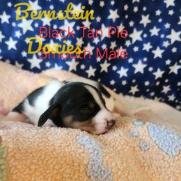 Boy 2 - Black and tan male Dachshund puppy in Lovell, Wyoming from Bernstein Doxies