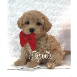 Apollo - Apricot male Maltipoo puppy in Spring, Texas from GlamPaw Maltipoos