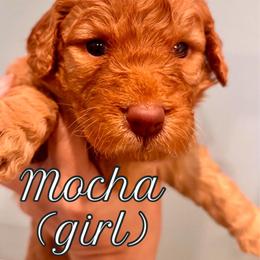 Mocha (girl, Purple collar) - Red  female Goldendoodle puppy in Guntersville, Alabama from Carefree Goldendoodles