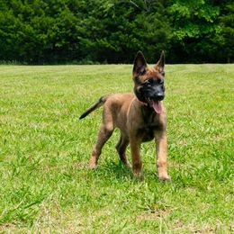ORANGE - Fawn sable female Belgian Malinois puppy in Paragould, Arkansas from DANGER CLOSE MALINOIS