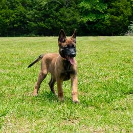 ORANGE - Fawn sable female Belgian Malinois puppy in Paragould, Arkansas from DANGER CLOSE MALINOIS