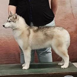 Reba - Siberian Husky