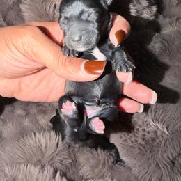 Girl 1 - Black and gold female Yorkshire Terrier puppy in Richland County, South Carolina from Nesha's Pawrific Tails