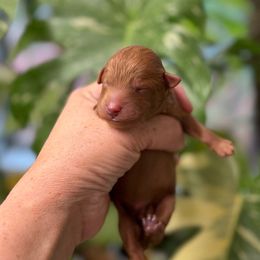 Agnes - Apricot female Poodle puppy in Monetta, South Carolina from Moonrise Poodles