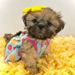 Shih Tzu Puppies from Arizona Sunrise Shih Tzus