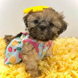 Shih Tzu Puppies from Arizona Sunrise Shih Tzus