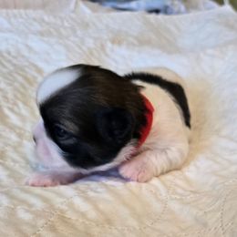 Boy red collar Rosey - Tricolor male Shih Tzu puppy in Missouri from Farm Animal Mommy Shih tzu's