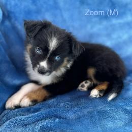 Zoom - Black tri male Toy Australian Shepherd puppy in Honolulu, Hawaii from Liana’s Porties & Toy Aussies