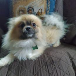 Pierre - Pomeranian