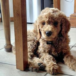 Poodles from Auburn Red Standard Poodles