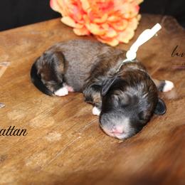 Manhattan - Sable female Cockapoo puppy in Mancelona, Michigan from Lavender poodles & doodles