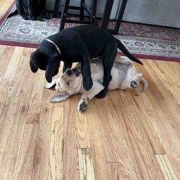 Labrador Retriever Puppies from Branley's Riverside Labradors