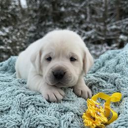 Yellow collar pup - Yellow male Labrador Retriever puppy in Cold Brook, New York from Tamarack Therapy Dogs