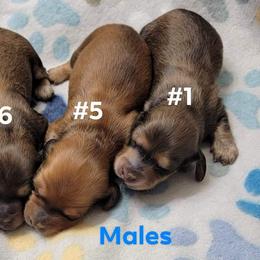 Dachshund Puppies from CLARK'S BREEDING PROGRAM