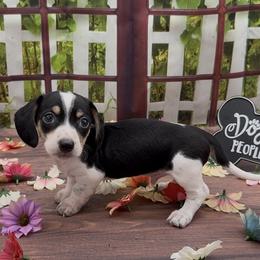 Black and Cream Piebald Smooth - Black and cream male Dachshund puppy in Killeen, Texas from Southern Dachshunds
